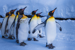 Dyr, Pingvin, Pingviner, Pingvinflok, Flok, Is, Sne