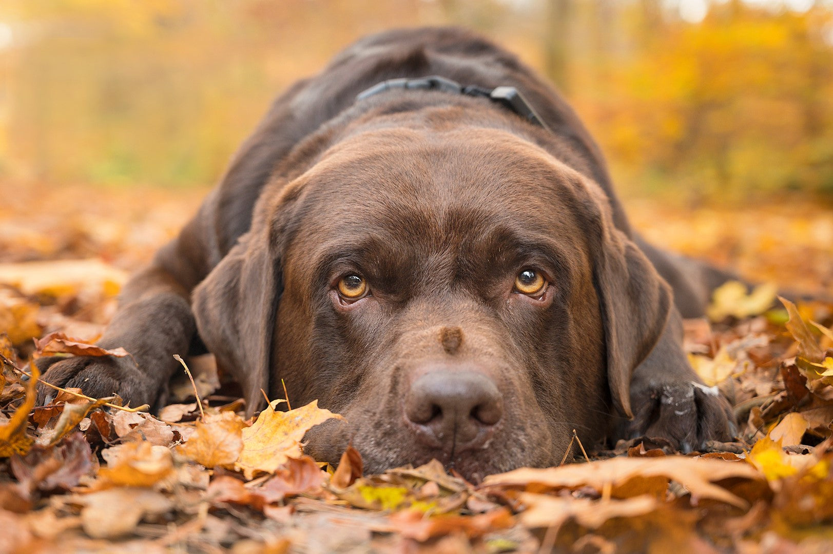 Dyr, Hund, Labrador, Efterår, Etferårsløv, Løv, Blade, Brun