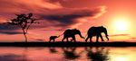 Dyr, Elefant, Elefanter, Elefantflok, Savanne, Skyer, Solnedgang, Solopgang, Vand