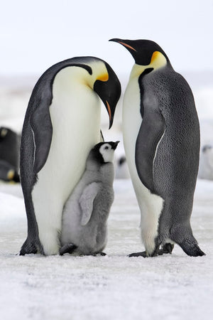 Dyr, Pingvin, Pingviner, Pingvinunge, Unge, Is, Sne, Vinterlandskab, Kærlighed