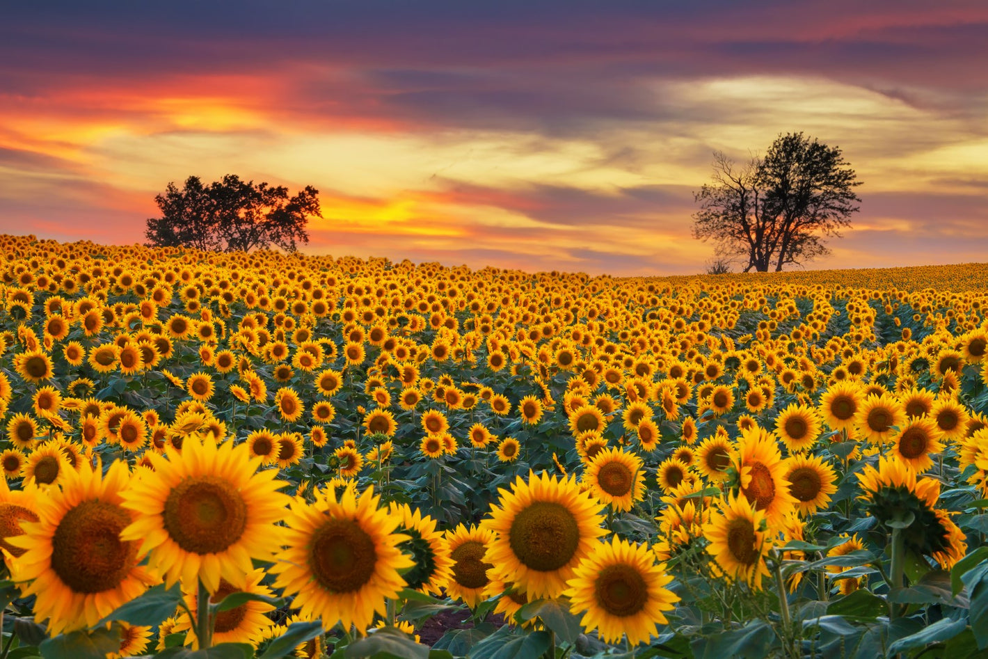 Landskab, Natur, Solsikke, Solsikker, Solsikkemark, Mark, Eng, Solnedgang, Solopgang, Blomster