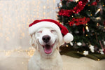 Dyr, Hund, Smil, Jul, Juletræ, Nissehue, Golden retriever, Julegaver