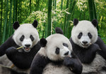 Dyr, Panda, Pandaer, Bambus, Pandaflok, Spiser, Skov