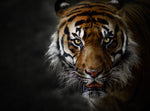 Dyr, Kattedyr, Tiger, Mørke, Tigerhoved