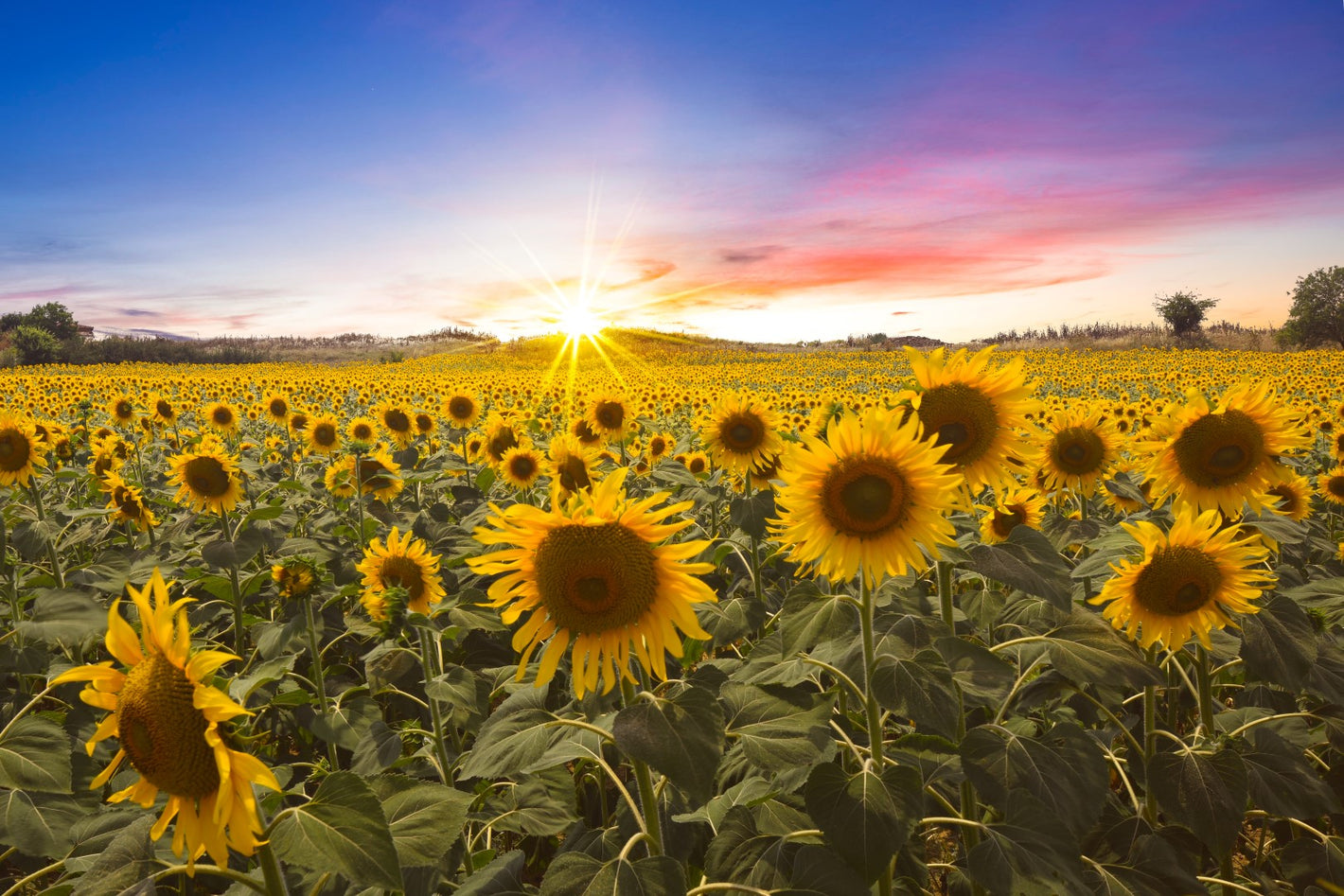 Natur, Landskab, Solsikke, Solsikker, Solsikkemark, Blomster, Eng, Blomstereng, Solopgang, Solnedgang, Himmel