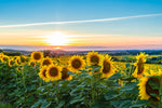 Blomst, Natur, Landskab, Solsikke, Solsikker, Solsikkemark, Solsikkeeng, Blomstereng, Solopgang, Solnedgang, Himmel, Skyer