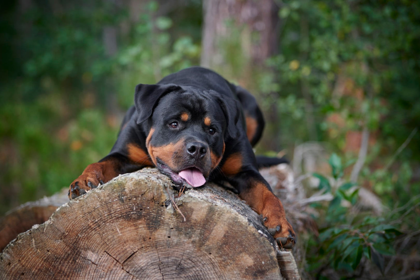 Dyr, Hund, Rottweiler, Træstamme, Skov, Tunge