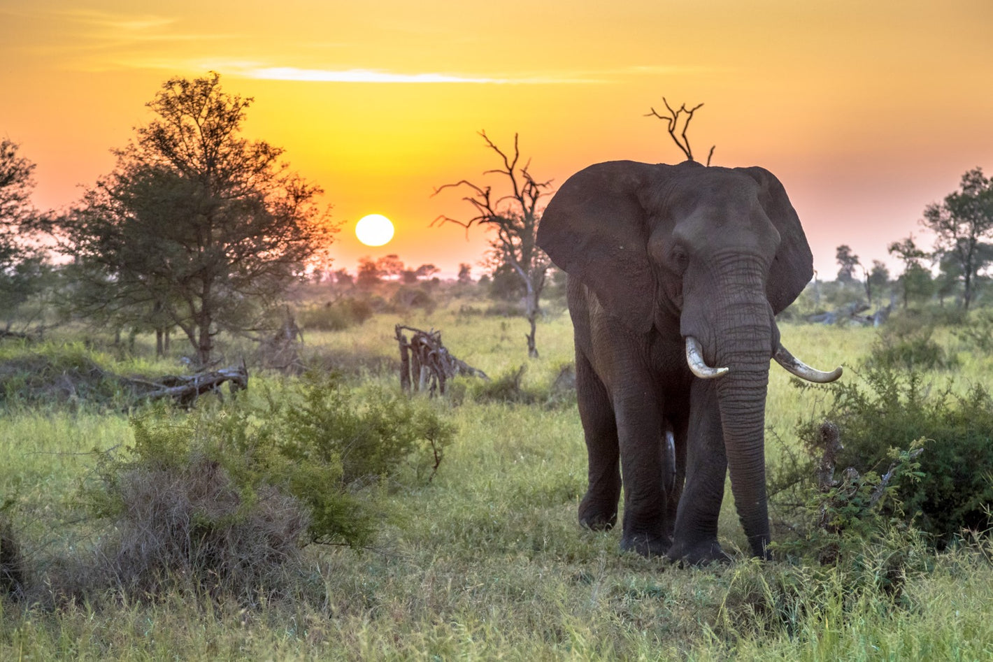 Dyr, Elefant, Træer, Himmel, Solopgang, Solnedgang, Natur