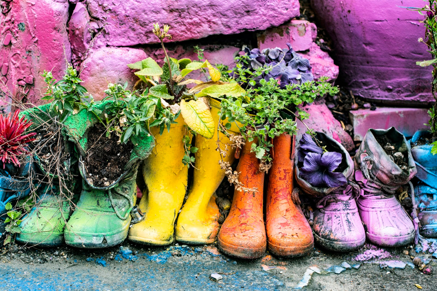 Gummistøvler, Støvler, Farver, Planter, Mur, Blomster