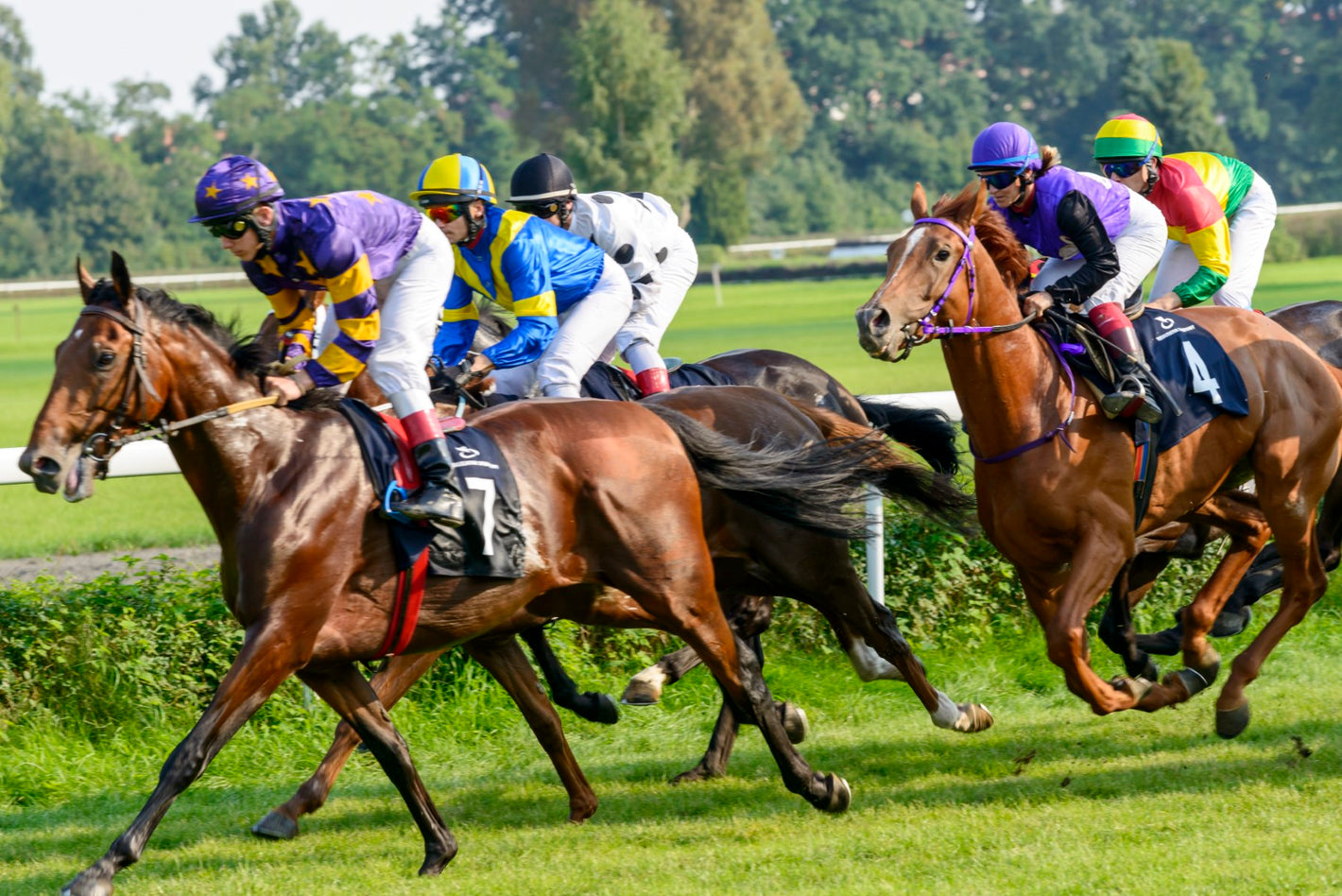 Dyr, Hest, Heste, Væddeløb, Hestevæddeløb, Galop, Trav, Løb, Bane, Konkurrence, Galopbane, Travbane