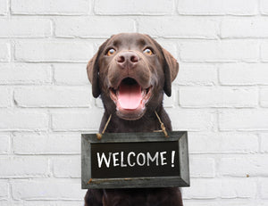 Dyr, Hund, Labrador, Velkommen, Welcome, Mugshot, Forbryder, Forbryderfoto, Foto