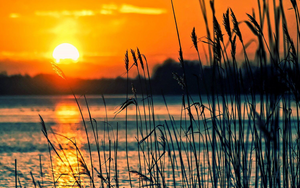 Sø med dunhammer i solopgang/solnedgang