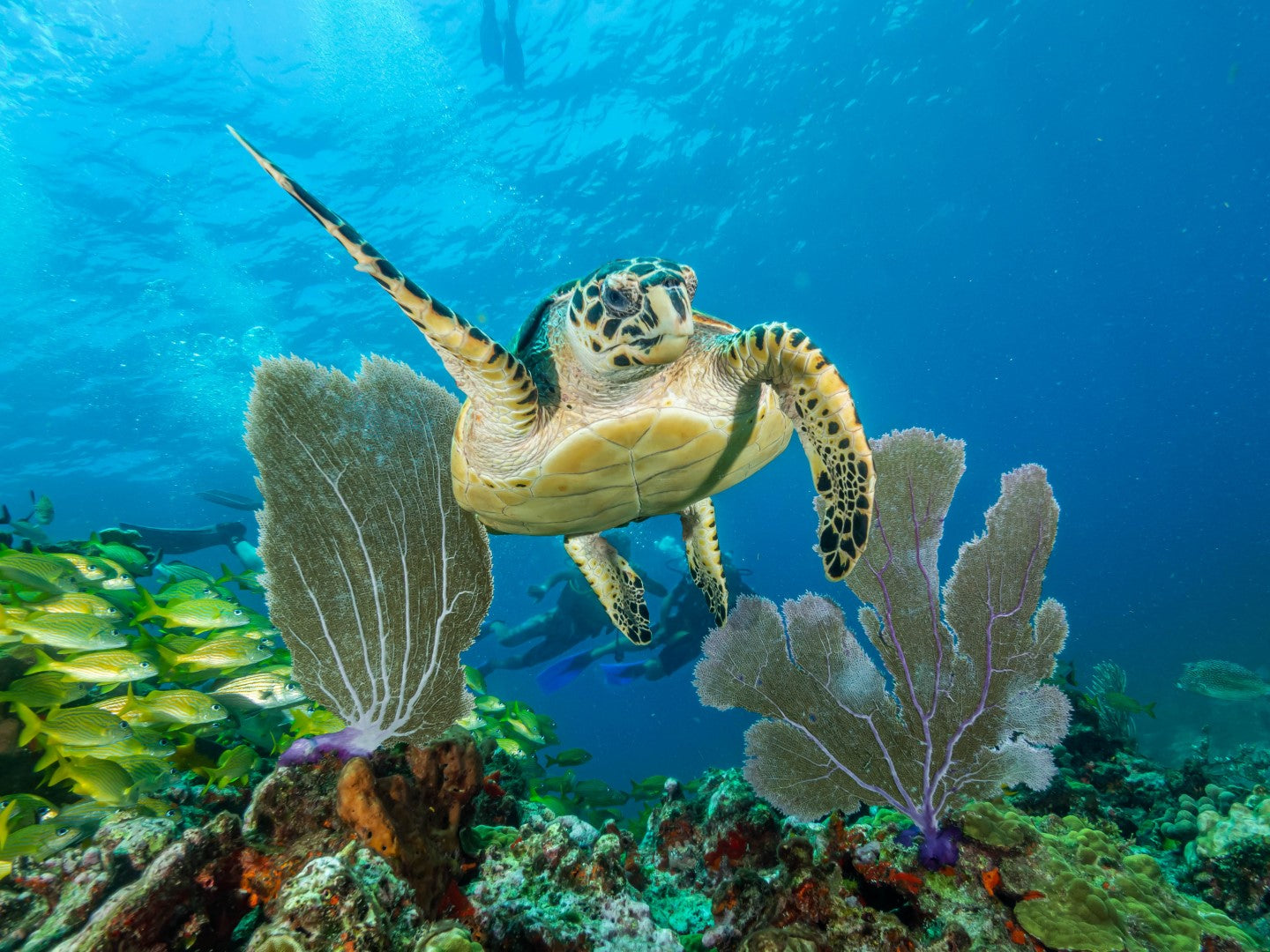 Diamond paint af en skildpadde omgivet af blåt hav, fisk og koralrev.