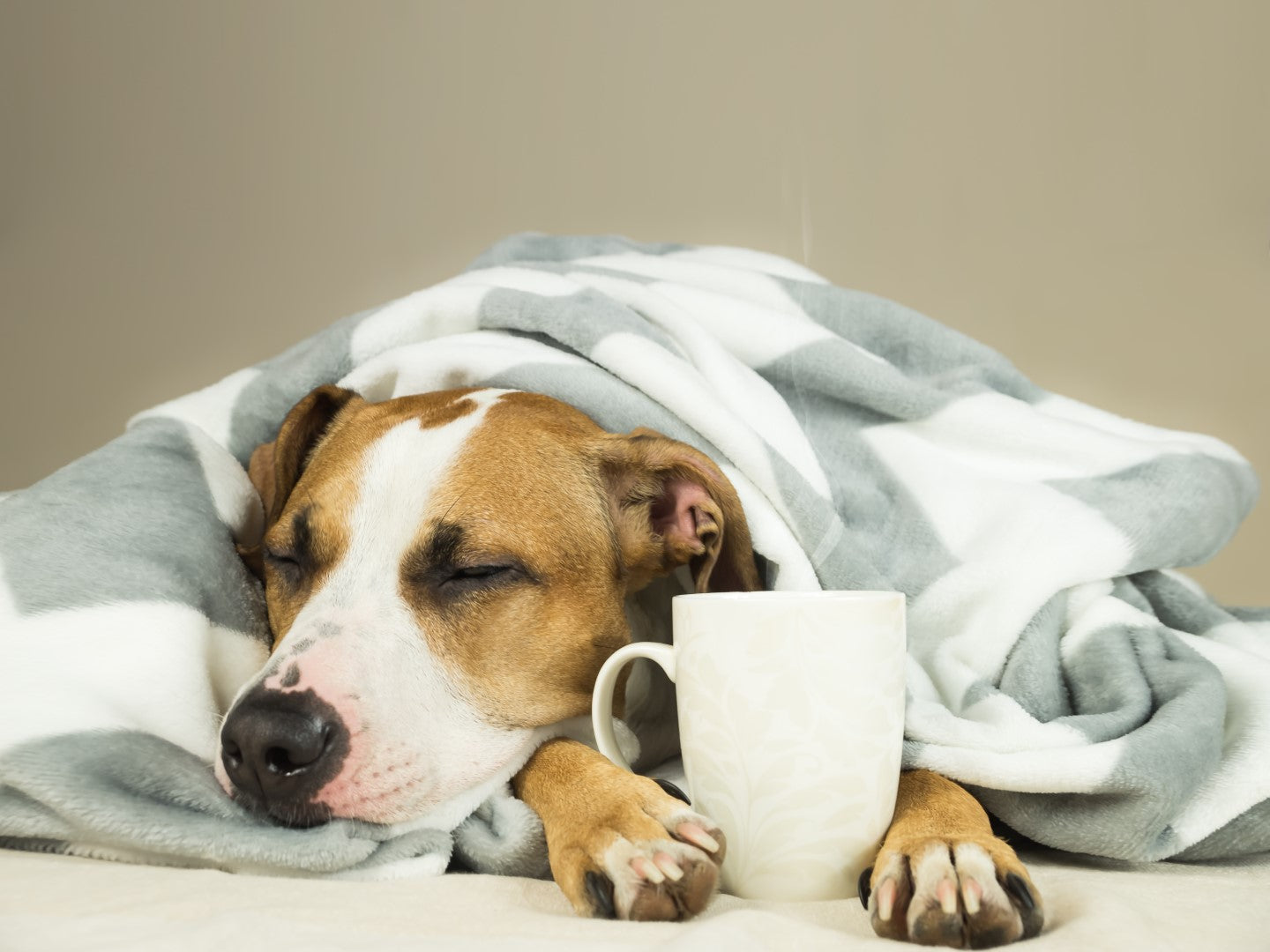 Diamond paint af en lysebrun sovende hund. Iført et gråt og hvid mønstret tæppe og har en kaffekop mellem poterne.