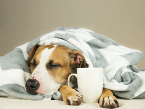 Diamond paint af en lysebrun sovende hund. Iført et gråt og hvid mønstret tæppe og har en kaffekop mellem poterne.