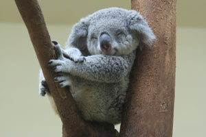 Diamond paint af en lille smilende koala siddende i et træ.