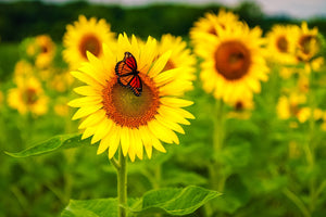 Diamond paint af en rød/orange sommerfugl på en solsikkemark i flor.