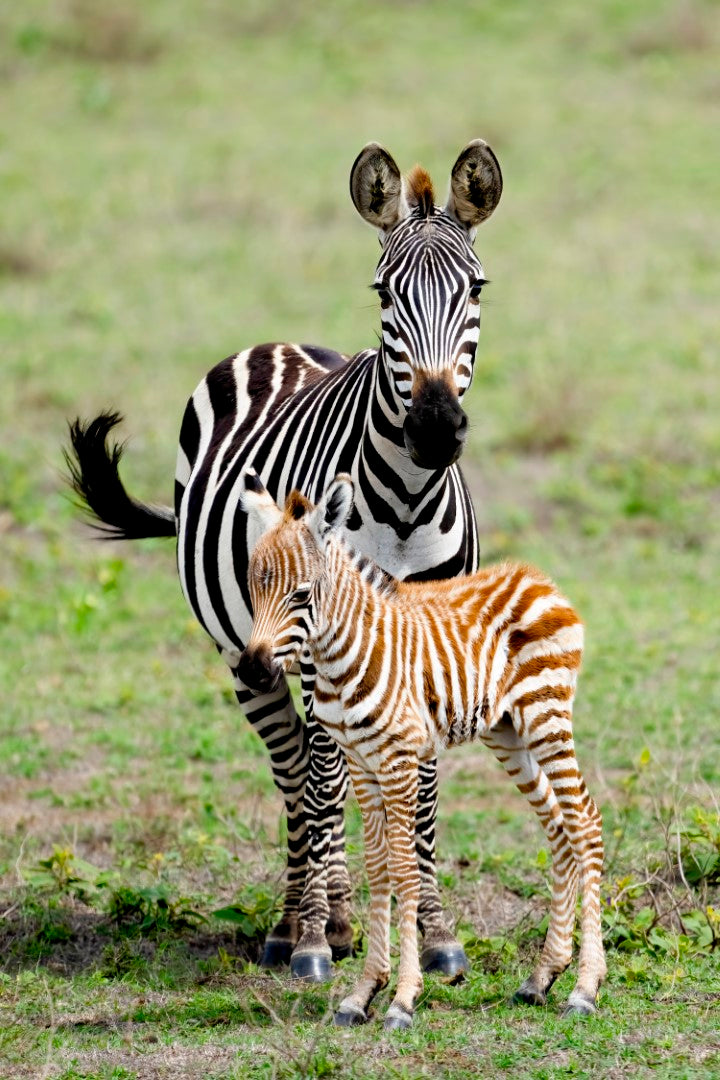 Diamond paint af en zebra med dens unge. De står på en grøn plæne. Ungen har lysebrune striber.