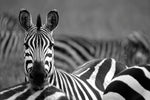 Sort/hvid diamond paint af hvilende zebra blandt en flok.