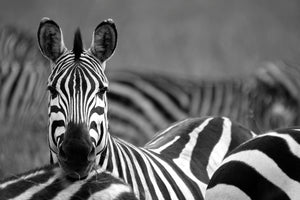 Sort/hvid diamond paint af hvilende zebra blandt en flok.